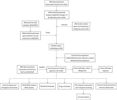 An anoikis-related gene signature predicts prognosis and reveals immune infiltration in hepatocellular carcinoma